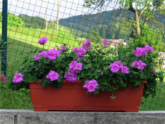 Pelargonije